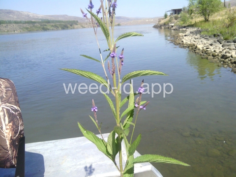 vervain, blue
